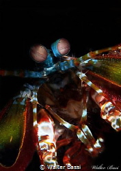 mantis shrimp,face by Walter Bassi 
